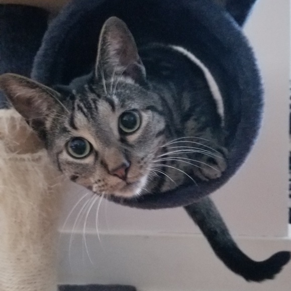 Meet your Posher, Samantha - Picture 1 of 1